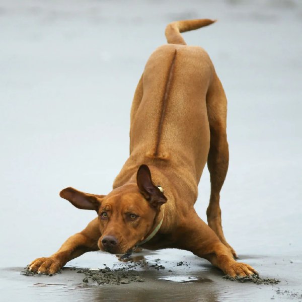 ridgeback.jpg